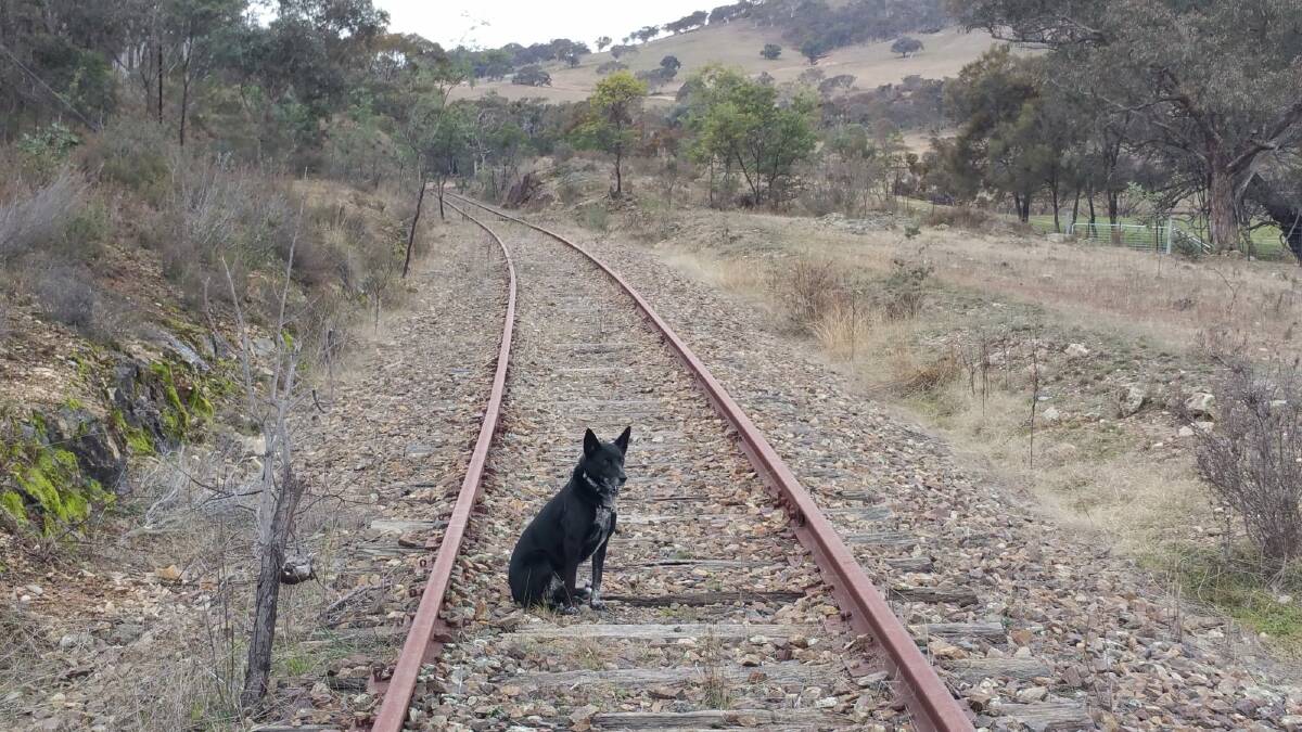 The disused Queanbeyan - Cooma railway line, which will feature on day seven of the border walk. Photo: Rod Griffiths