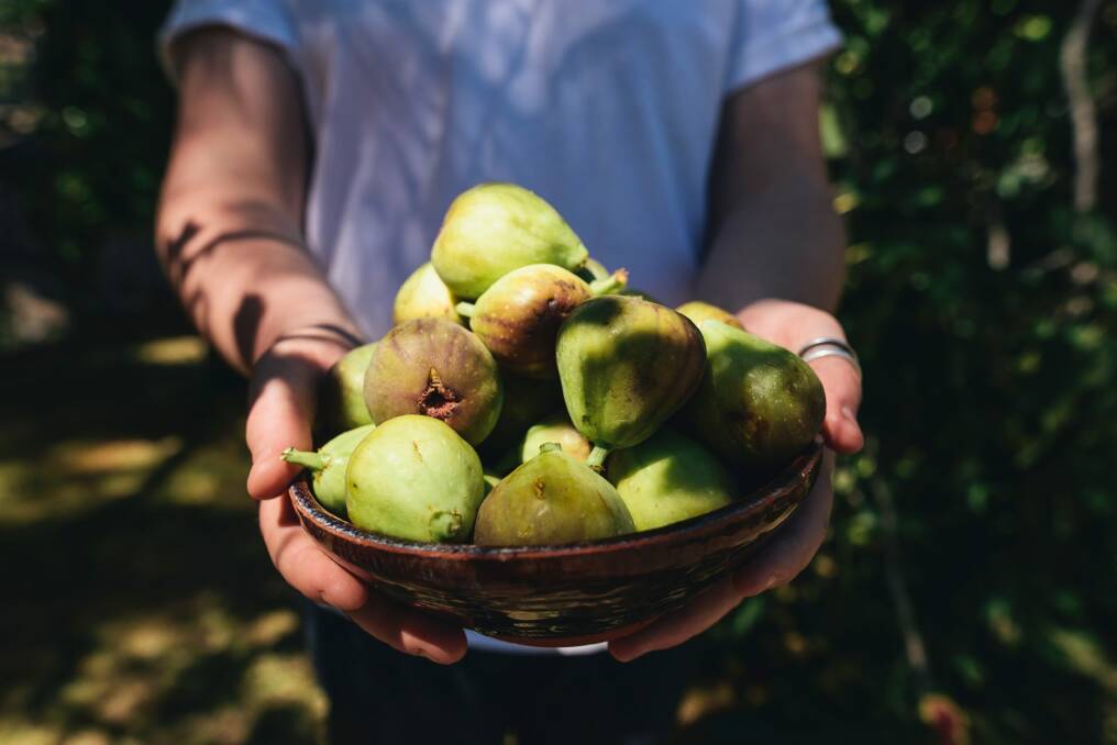 Freshly picked figs from the tree. Photo: Rohan Thomson