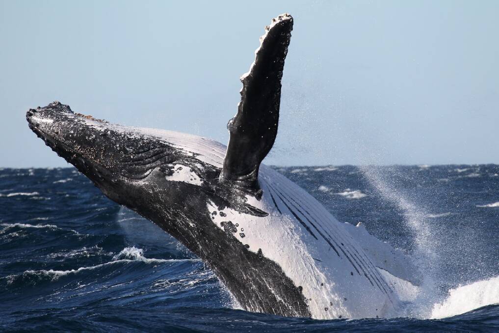 A humpback whale breaching off the NSW coast. Photo: NSW NPWS