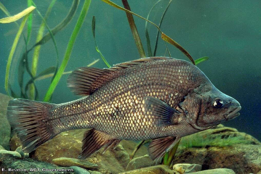 Macquarie perch will benefit from a network of artificial rock reefs at Cotter Dam. Photo: E. Beaton, ACT Government