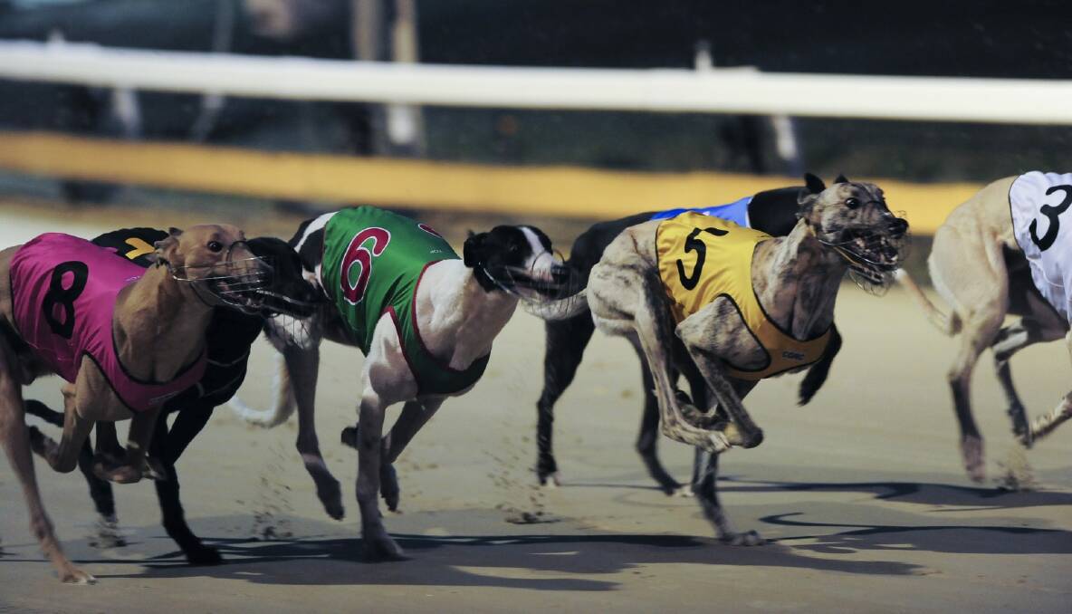 Greyhound racing will be banned in the ACT from June 30 2018. Photo: Graham Tidy