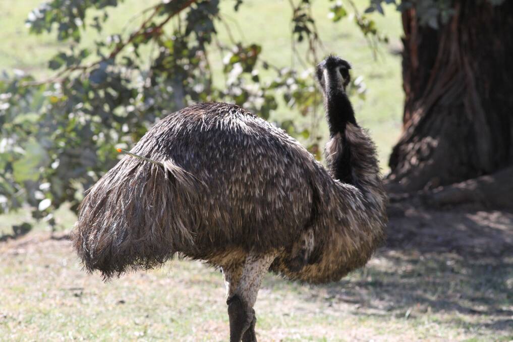 More than a year after it was shot, an emu moving around the Cotter area still has an arrow protruding from its body Photo: James Overall