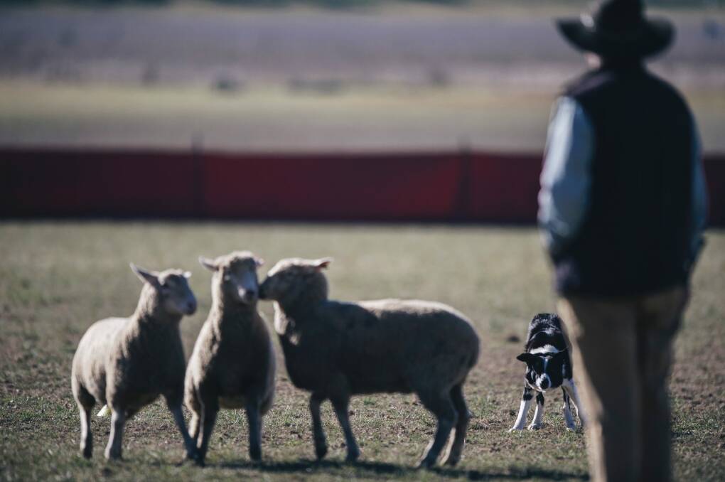 A competitor watches on during the Bungendore sheepdog trials on Sunday. Photo: Rohan Thomson
