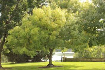 Fraxinus Excelsior ?Aurea? (Golden Ash) was planted by the Princess of Wales on 6 November 1985 at Government House. Photo: Supplied