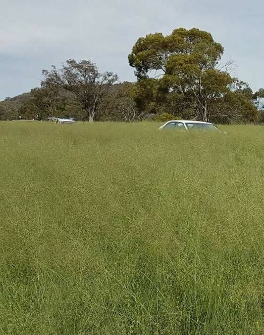 African lovegrass can grow so high it impedes drivers' vision. Photo: ACT government
