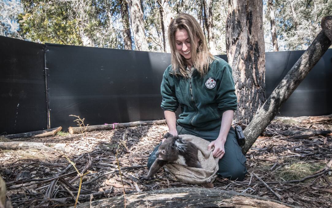 There were gasps when  threatened species recovery team leader Nicole Hill introduced Malu to his new home.  Photo: Karleen Minney.