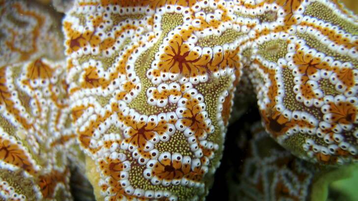 Sea squirt Botrylloides. Photo: Supplied