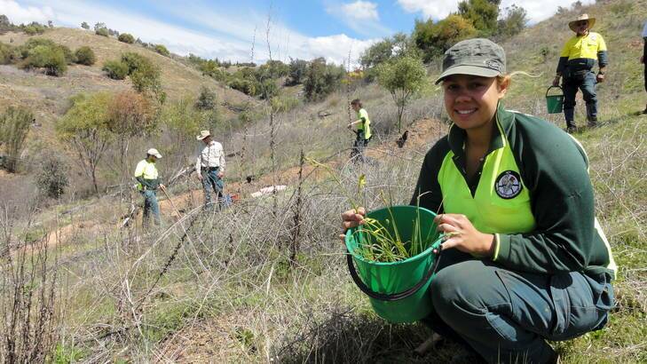 Krystal Hurst getting ready to plant with Yurung Dhaura group members in the background. Photo: Supplied