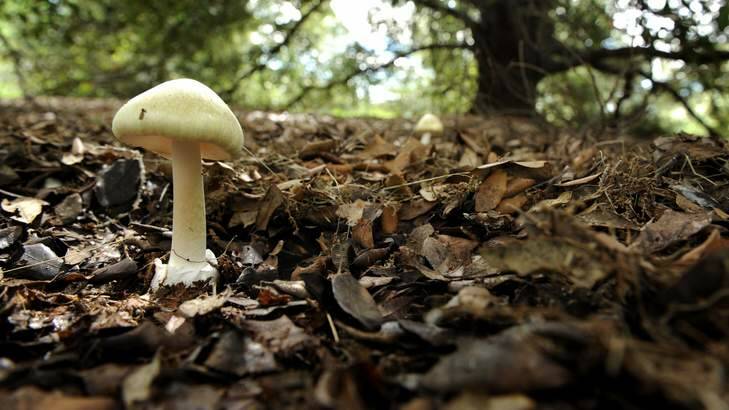 A death cap mushroom growing under a oak tree in Griffith. Photo: Marina Neil