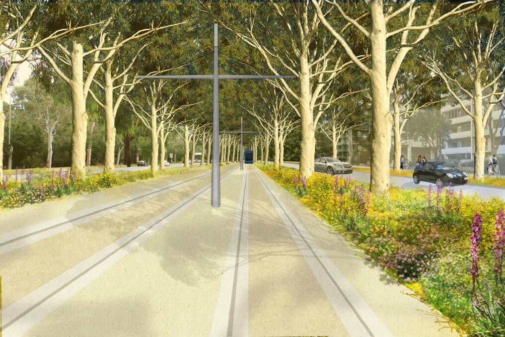 An artist's impression of Northbourne Avenue after the trees have been replaced.