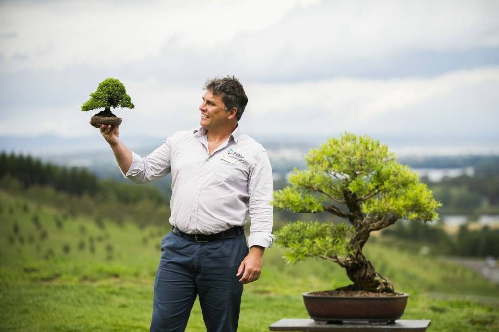The National Bonsai and Penjing Collection curator Leigh Taafe with a Juniper tree at the National Arboretum. The tree was donated to coincide with the opening of the National Arboretum three years ago.  Photo: Rohan Thomson