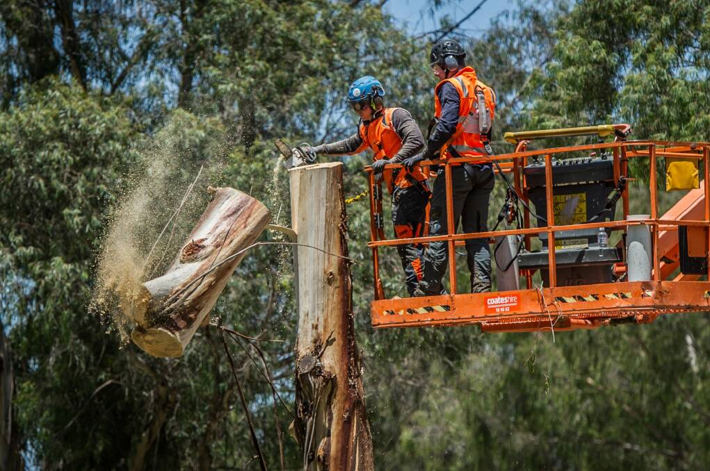 Trees being removed on Northbourne Avenue before construction on light rail began. The old trees were in poor health.  Photo: Karleen Minney