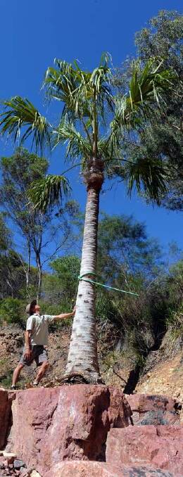 Botanic Gardens nursery manager Joe McAuliffe with the recently planted palm tree. Photo: Graham Tidy