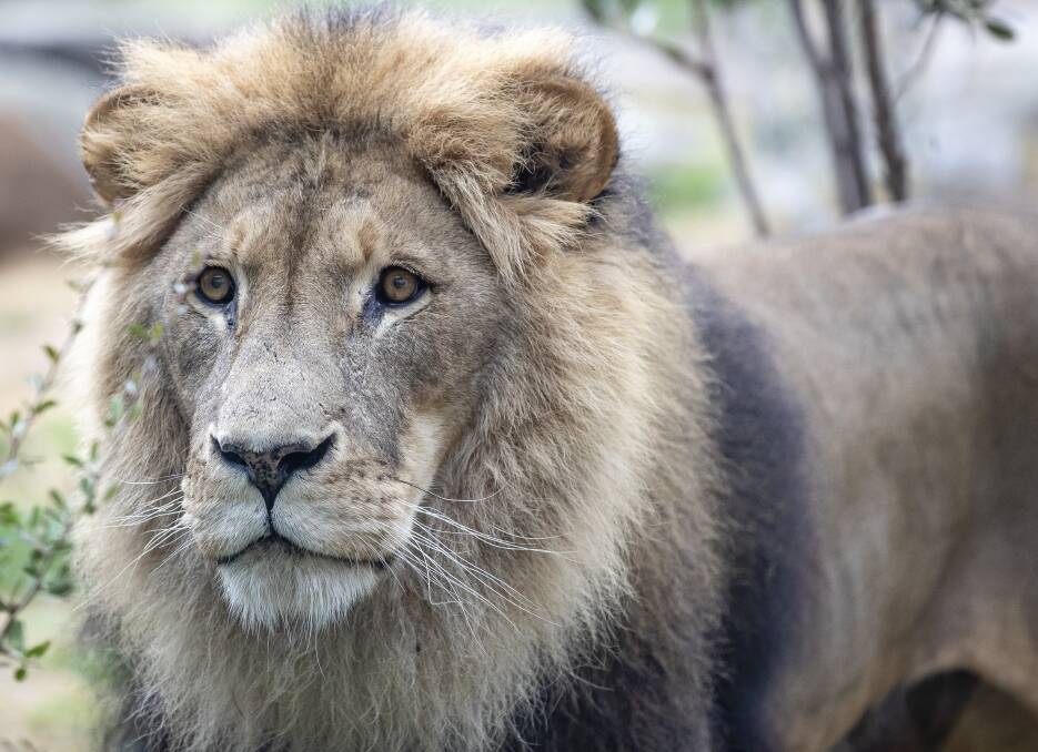 Canberra-born lion Sabi, who turned 16 along with his brother Marjan last week. Photo: Sitthixay Ditthavong