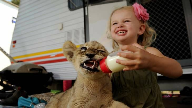 Two-year-old Pesaeus West bottle feeds Zaire a nine-week-old lion cub that is part of Stardust Circus at the Queanbeyan Showgrounds. Photo: Colleen Petch