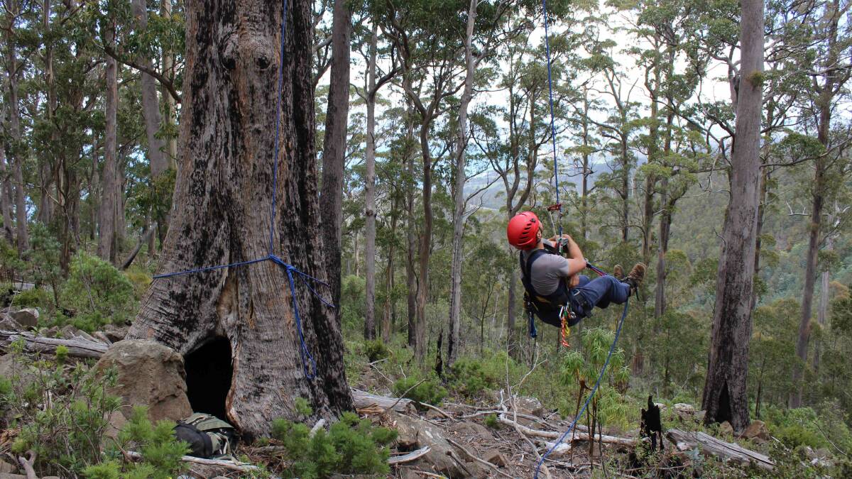 Dr Dejan Stojanovic scales a tree to check on swift parrots, who enjoy nesting in tall, old trees Photo: Kate Prestt, ANU