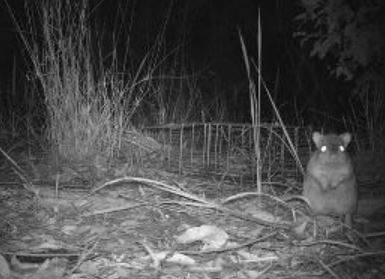 Northern bettong caught by one of the 585 cameras in the three years of field work. Photo: supplied.
