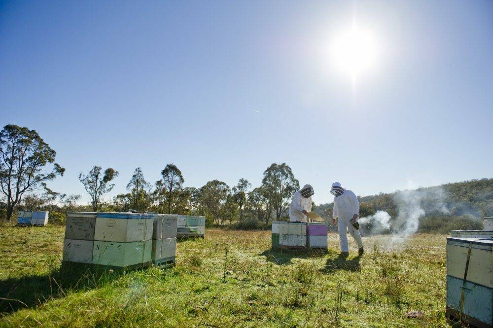 Neil Bingley says it is too late to feed bees any more this season because the weather was cooling.  Photo: Jay Cronan