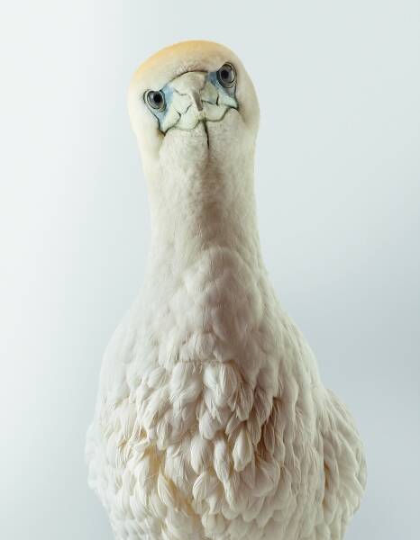 Chicken the Australasian gannet. By Leila Jeffreys.
