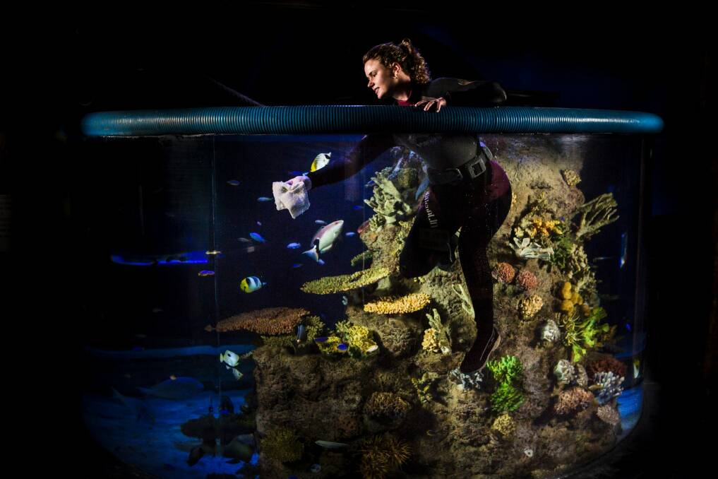 Renee Osterloh, operations manager of the National Zoo and Aquarium, cleaning the inside of one of the aquarium's exhibits.  Photo: Jamila Toderas