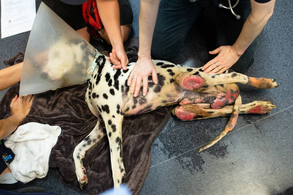 The dalmation Barry had to be euthanised due to the severity of his injuries and quality of life. Photo: RSPCA