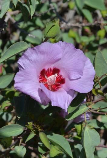Sturt's desert rose, adapting to life in the territory. Photo: Australian National Botanical Gardens