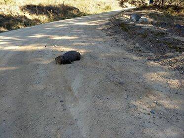 A female wombat with 13 knife wounds lies dead in the middle of the road at Tharwa Sandwash, just south of Canberra. Photo: ACT Parks and Conservation