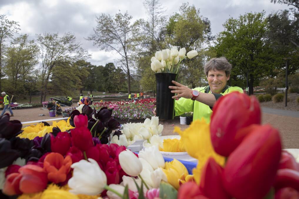 Floriade head gardener Andrew Forster loads a truck with flowers to be delivered to Canberra hospitals and nursing homes. Photo: Sitthixay Ditthavong