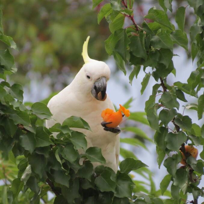 Typically leftie cockatoo dining in Chisholm. Photo: Len Bowen