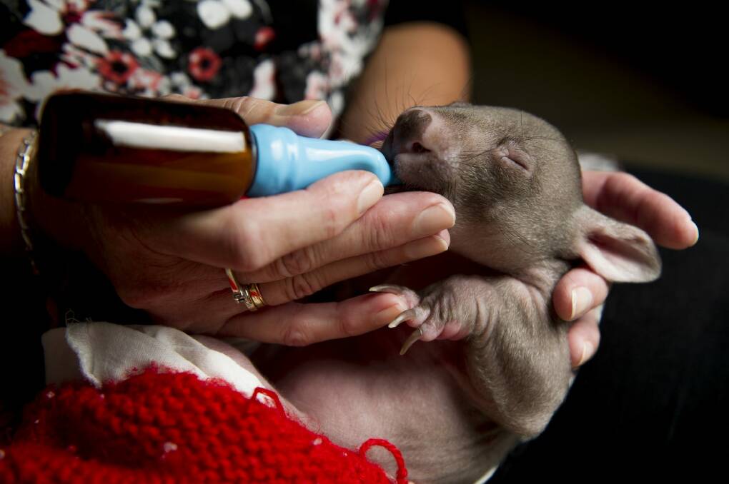 Volunteer ACT Wildlife carer Lindy Butcher cares for a baby wombat, Jack Photo: Jay Cronan