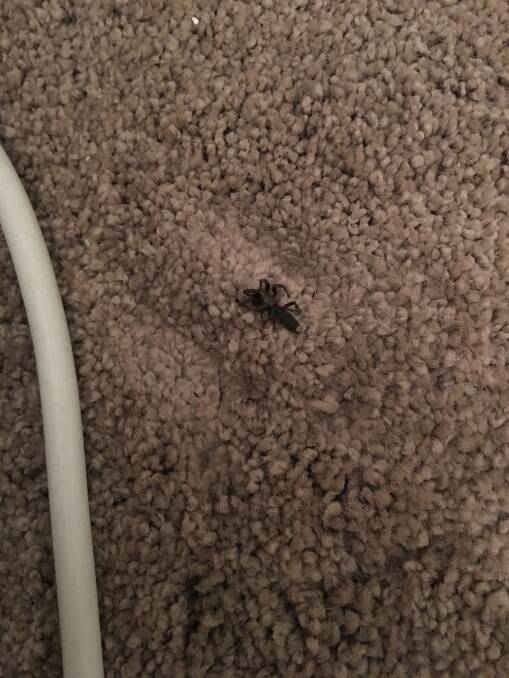 The first bomb of the room turned up one little dead spider. Photo: Fleta Page