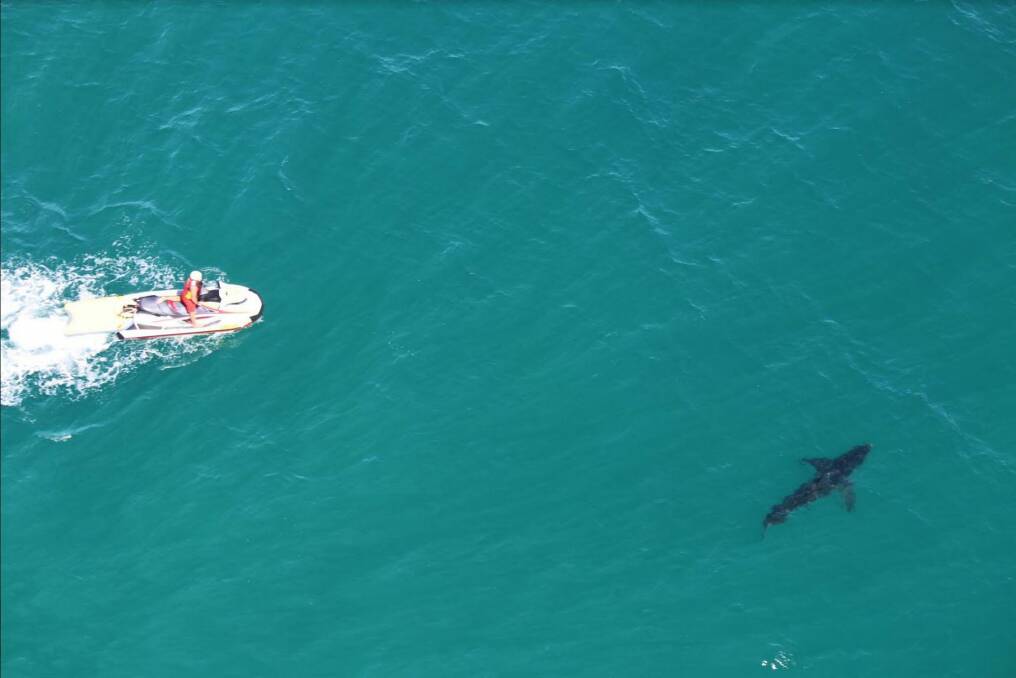 Jet-skis herding a white shark out to sea off Cape Byron in 2016.