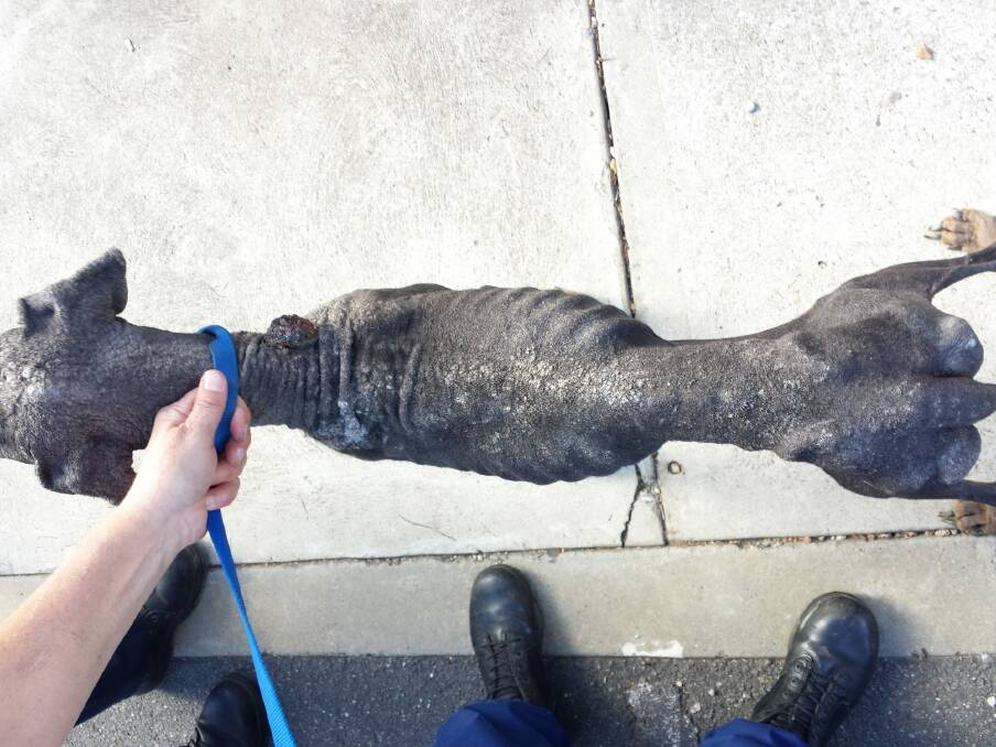 RSPCA inspectors say this emaciated dog was found in an appalling conditions. Photo: Supplied by RSPCA