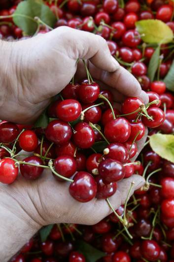 Bad weather has not damaged the stars of National Cherry Festival. Photo: Quentin Jones