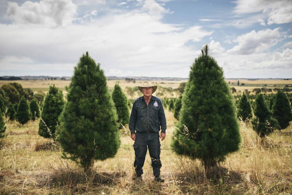 Christmas tree farmer Ziggy Kominek with some of his trees at Gundaroo.  Photo: Rohan Thomson