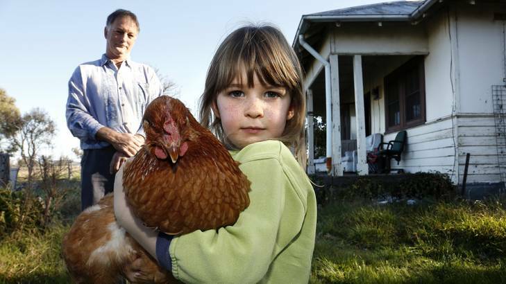 Andrew Collins watches daughter Grace Rutherford-Collins 5 with Blondie the chicken. Photo: Jeffrey Chan