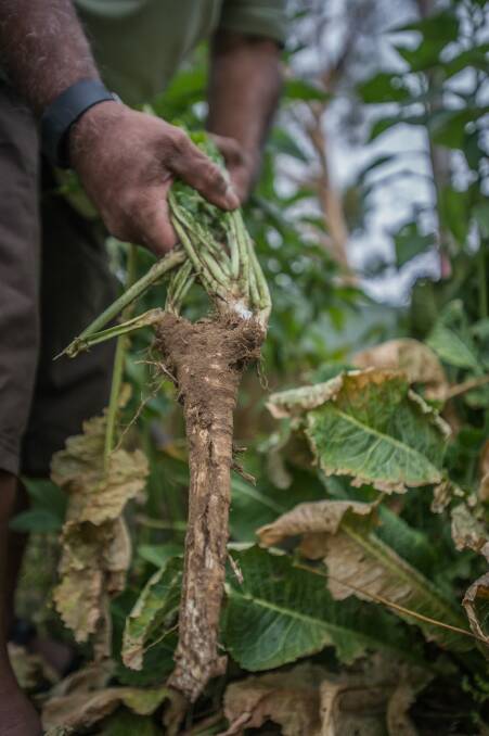 Close-up of horseradish. Photo: Karleen Minney