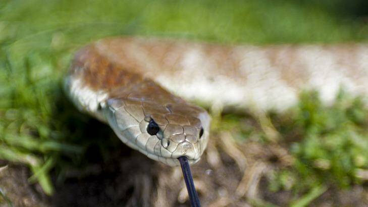 Dangerous: A venomous tiger snake. People bitten by tiger snakes  can die if left untreated.