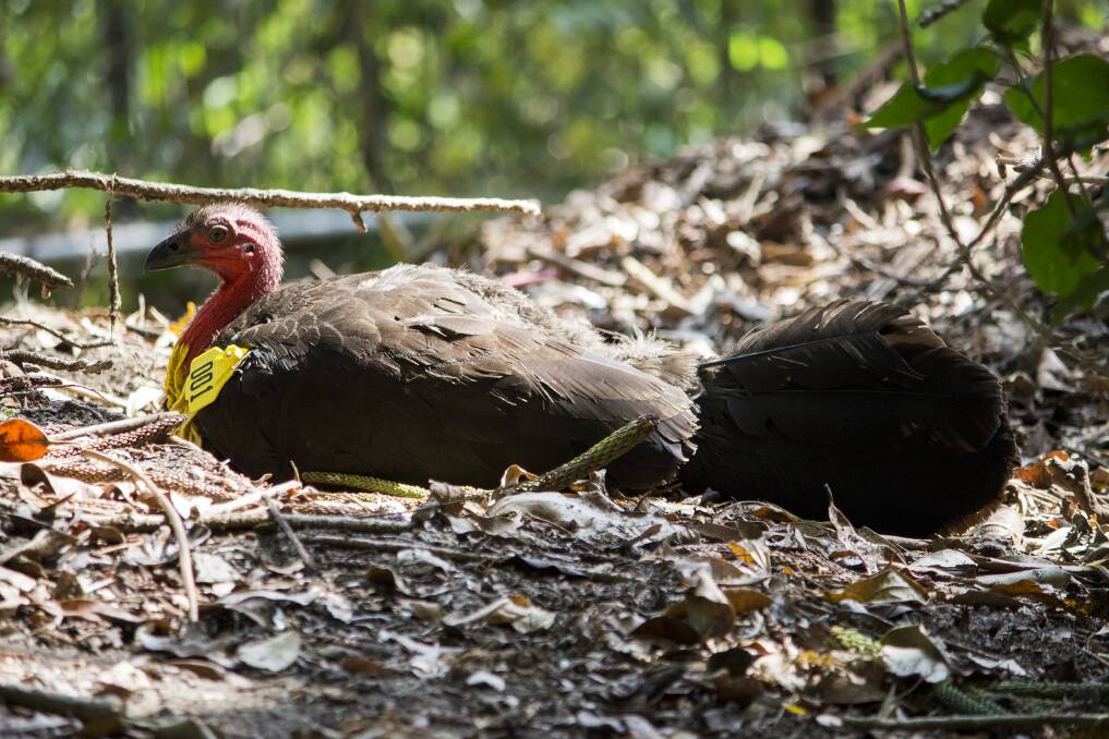 In the past decade, there has been an increase in the number of urban brush turkeys colonising south-east Queensland and northern NSW. Photo: Taronga Conservation Society