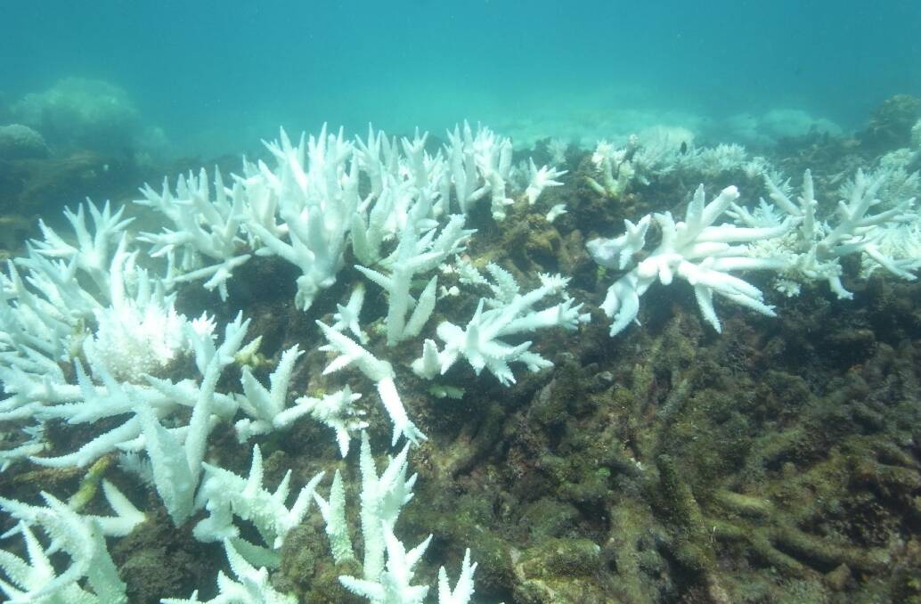 Coral that survived previous bleaching is now bleached, and coral that was bleached is now dead after algae attacked it. Photo: Crispin Hull
