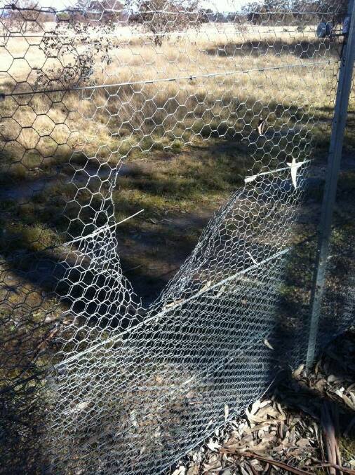 Hole in predator-proof fence at Mulligans Flat Sanctuary. Photo: Supplied.