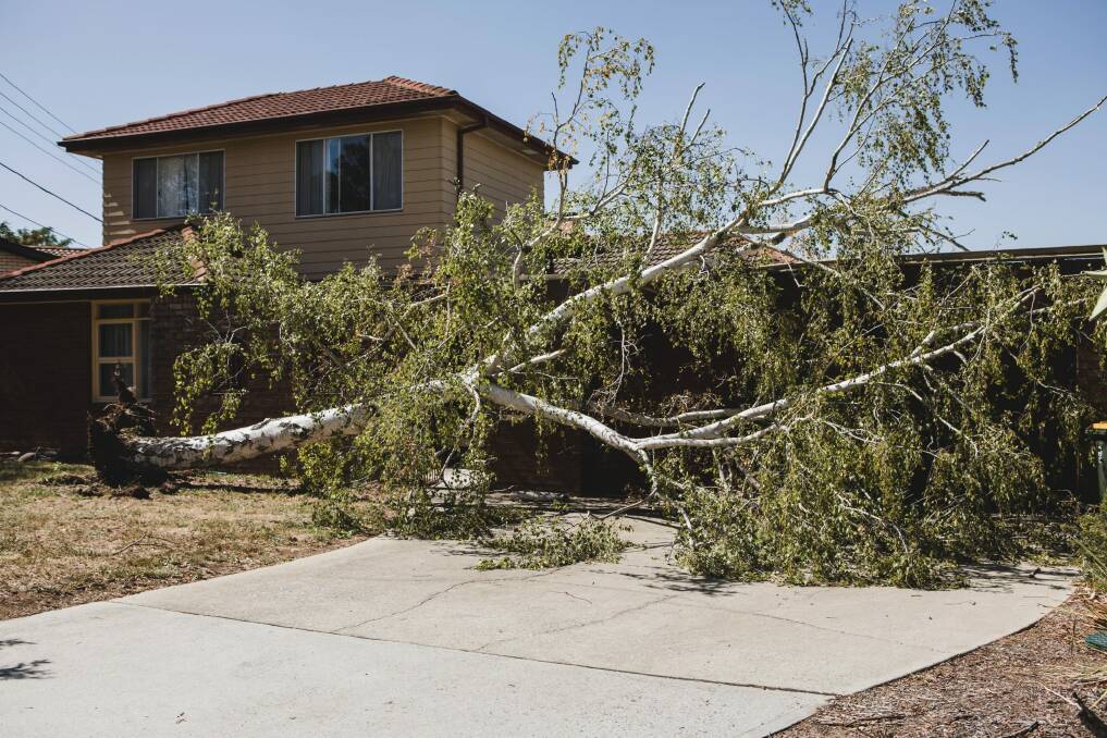 A tree fell in Curtin, damaging a garage. Photo: Jamila Toderas