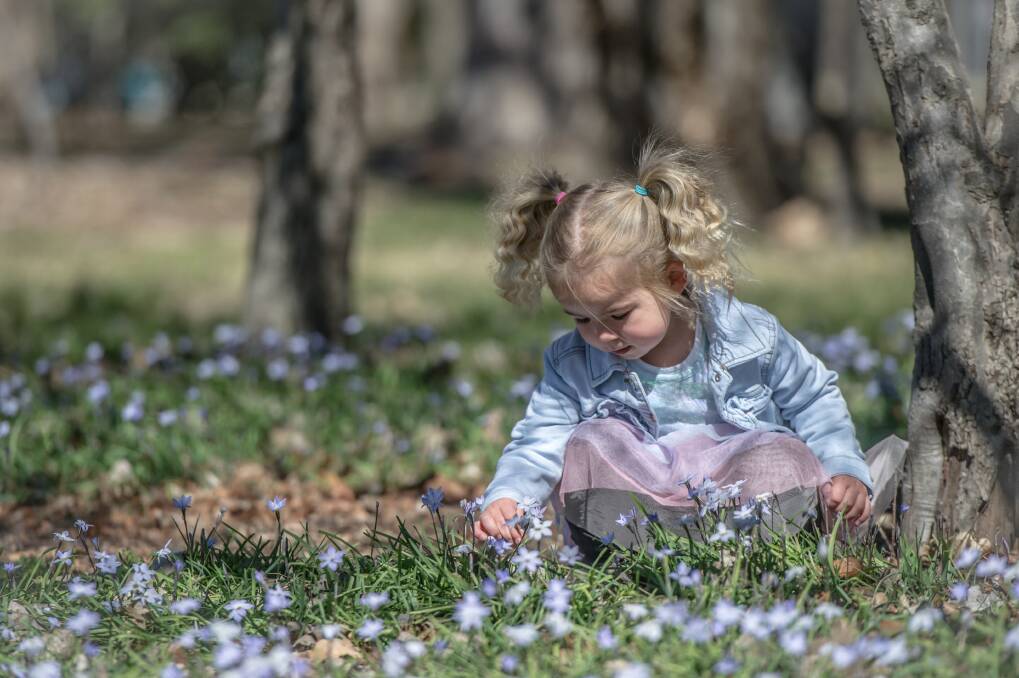 Three-year-old Alyrah Verri playing in the grass at Bowen Park in Barton. Experts say the dry conditions may impact how much pollen is produced.  Photo: Karleen Minney.