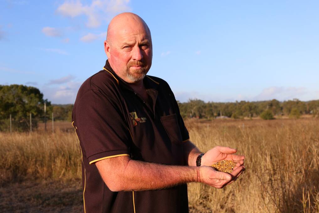 Veresdale Scrub dairy farmer and grain business owner Brad Teese among the dry grass, holding grain in the Scenic Rim after months without rain about two months ago. Photo: Jocelyn Garcia
