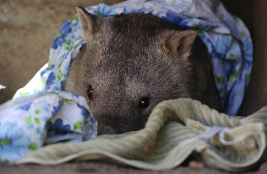 It was a morning to snuggle up with a blanket or two, like Winnie the wombat at the National Zoo last year. Photo: Graham Tidy