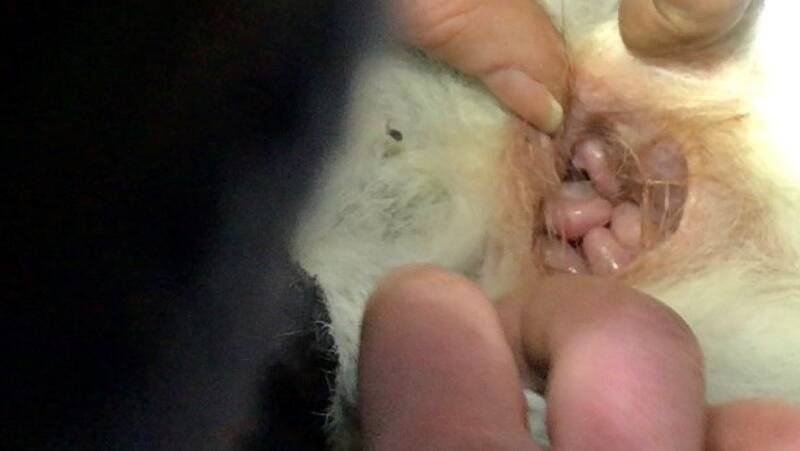 Five eastern quoll babies in their mother's pouch at Booderee National Park. Photo: Booderee National Park