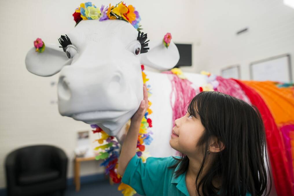 Palmerston District Primary year 2 student Annabelle Ngo with the fibreglass cow the school will decorate as part of Dairy Australia's Picasso Cows program.  Photo: Rohan Thomson