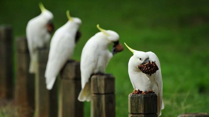 Happy hunting grounds ... In Holt, a quartet of white cockatoos enjoy a snack and a convenient perch. Photo: Colleen Petch