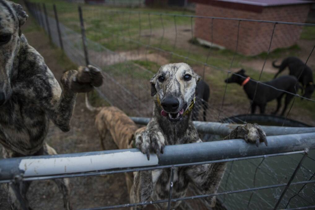 Greyhounds at Mr Lord's Gunning property.

 Photo: Jamila Toderas