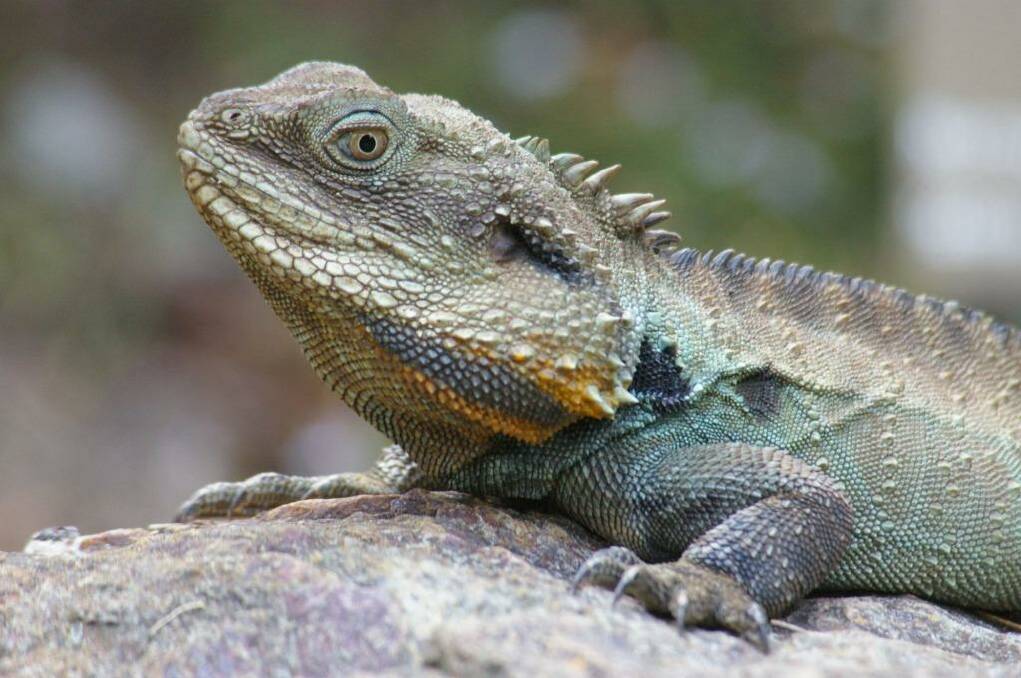 Spotting water dragons will keep the kids entertained for hours at the National Botanic Gardens. Photo: Mark Dawson